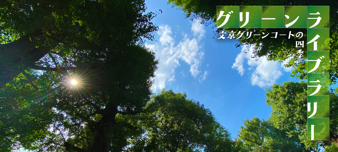 2504_last_summer_1110-500